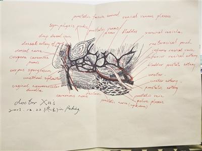 徐国良绘制的外科解剖图