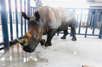 漂洋过海落户秦岭脚下南非白犀牛成“永久居民”