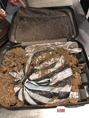 成都海关拦截大量入境活体蚂蚁 旅客称拿来泡酒