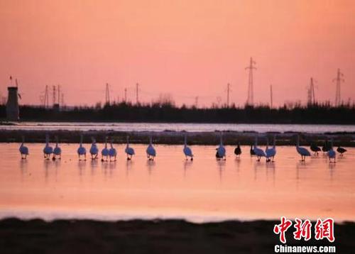 天鹅北归呼伦贝尔游客惊呼“雪未消融天鹅已归”奇景