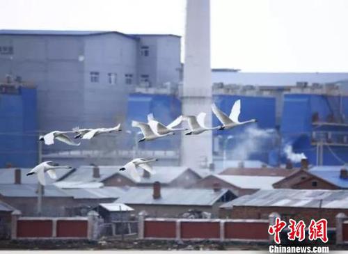 图为呼伦贝尔雪未消融，天鹅已归?！∥渚?摄