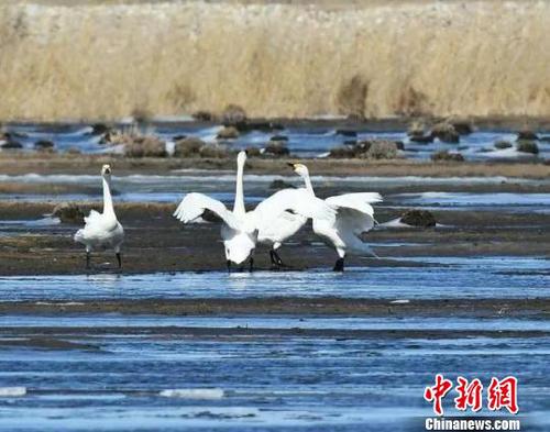 图为天鹅与冰凌“共舞”?！∥渚?摄