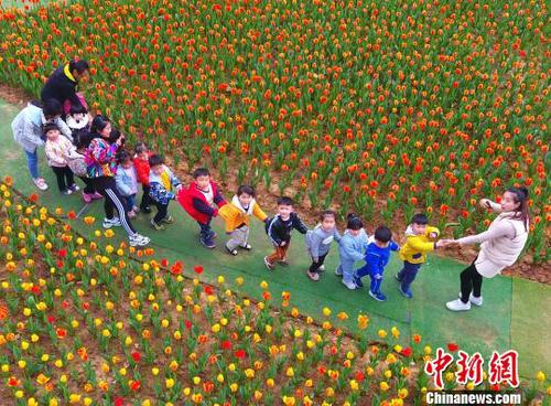 江西九江20余万株郁金香迎春斗艳吸引游客参观
