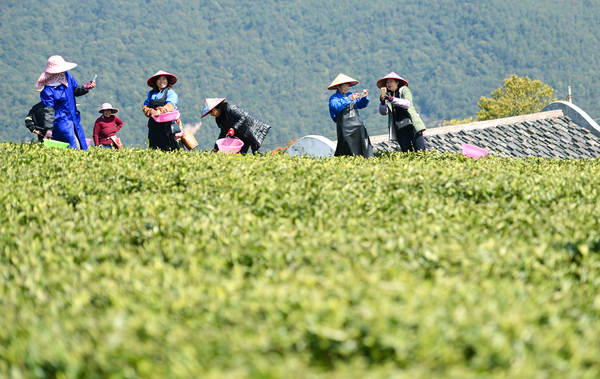 6如今的茶农更加时尚了，采茶之余也玩儿自拍