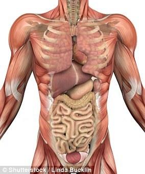 科学家发现人体新器官：遍布全身，充当内置减震器
