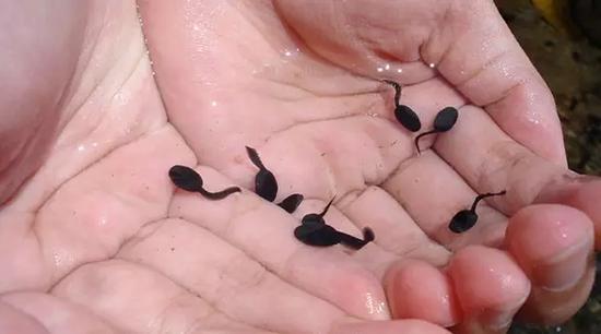 吃活蝌蚪可强身健体？含寄生虫是真！