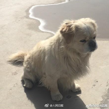 敦煌莫高窟小狗每天绕窟区巡逻走红 被称窟霸