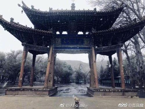 敦煌莫高窟小狗每天绕窟区巡逻走红 被称窟霸