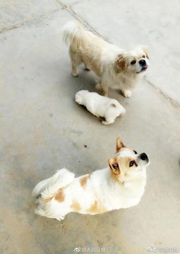 敦煌莫高窟小狗每天绕窟区巡逻走红 被称窟霸