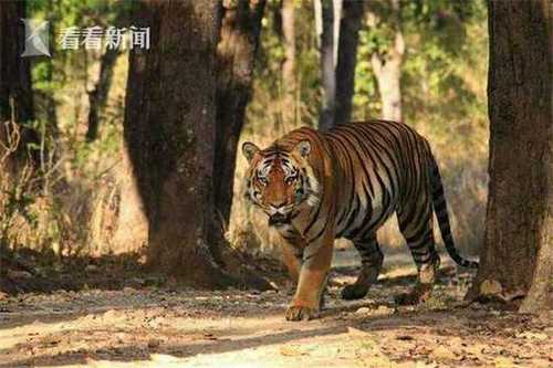 印度女子持棍棒和老虎对打 满脸是血赶紧发自拍