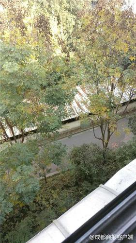 小区50多棵树被移栽业主却不知情 城管局:属违规