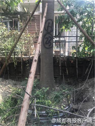 小区50多棵树被移栽业主却不知情 城管局:属违规