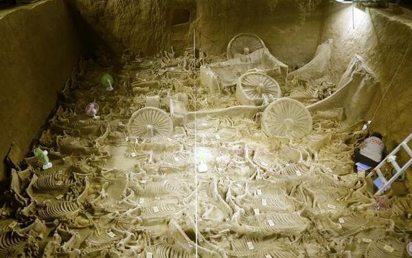 河南新郑郑韩故城遗址三号车马坑，共发现4辆马车，出土122匹马骨。