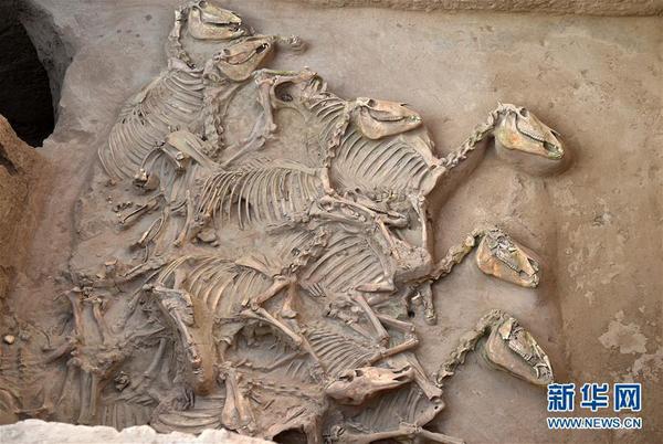 宁夏彭阳姚河塬西周遗址发掘现场拍摄的马坑。新华社记者 李然 摄 图片来源：新华网
