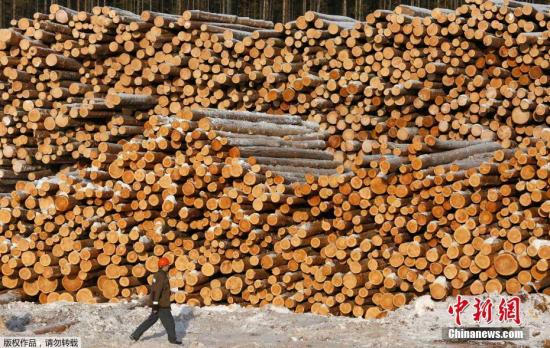 资料图：木材。