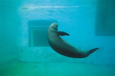 长江江豚“升格”为独立物种濒危程度比大熊猫严重