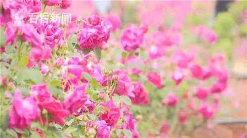 大学食堂推出油炸玫瑰花 已成网红菜抢购需秒杀