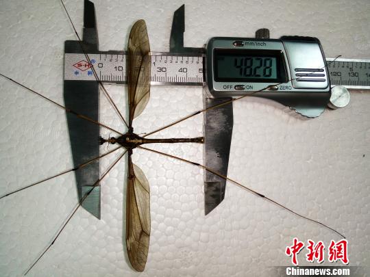 蚊子标本?！≌粤?摄