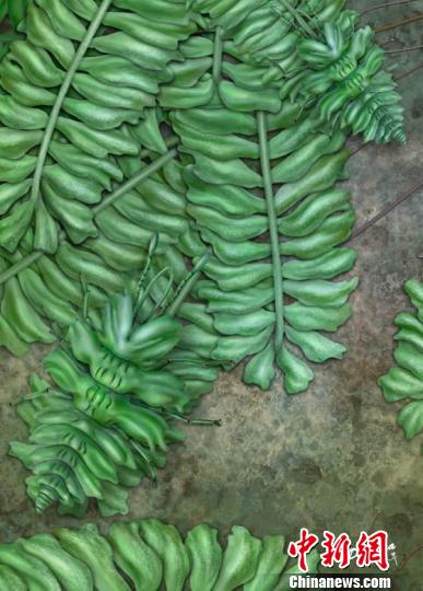 黄氏拟苔草蛉的生态复原图。　南古所 杨定华 摄