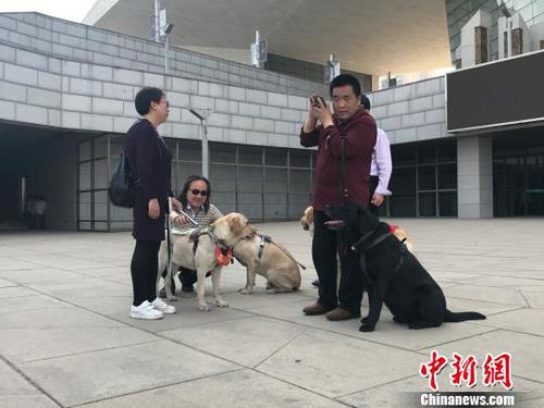 盲人与导盲犬在公共场所休息?！⊙罹?摄