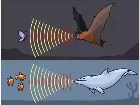 为何有人听到指甲划黑板的声音就狂躁？