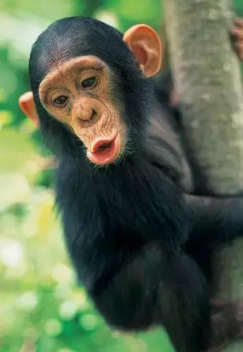 为何有人听到指甲划黑板的声音就狂躁？