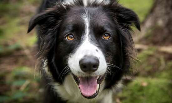 瑞典研究：养狗或降低心脏病死亡风险