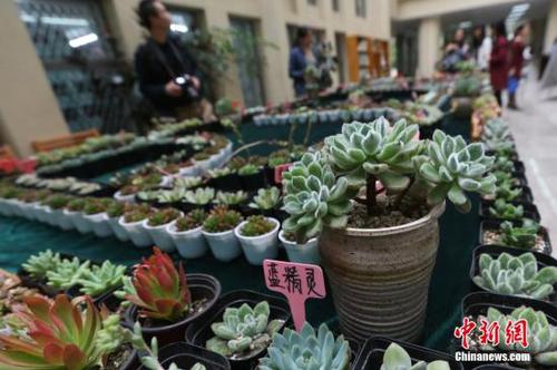 资料图：多肉植物。<a target='_blank' href='http://www.chinanews.com/'>中新社</a>记者 泱波 摄