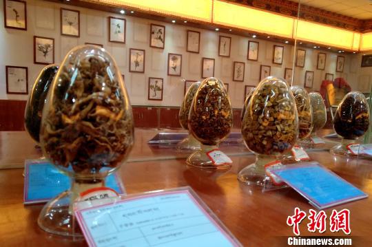 图为国家中医(藏医)临床研究基地中展示的藏药药材?！〗刹?摄