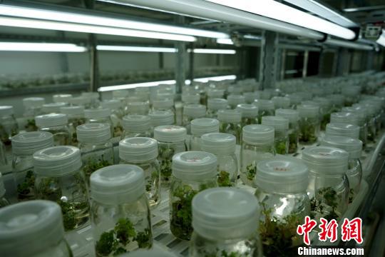 图为西藏自治区农牧科学院对藏药植物红景天进行培植实验。　江飞波 摄