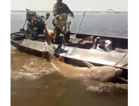 黑龙江渔民捕千斤大鳇鱼 重达1028斤价值20万元