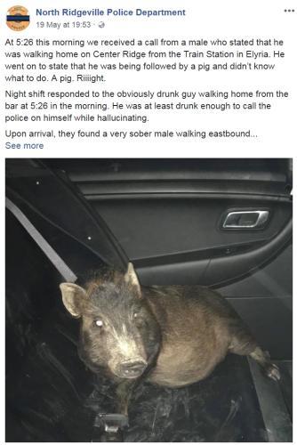 警方接报“被猪跟踪”以为是恶作剧，然而到达现场后发现是真事。（图片来源：俄亥俄州北里奇维尔警察局社交网页截图）