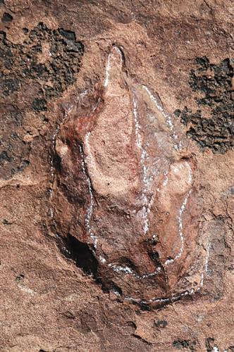 李庄恐龙足迹点的驰龙类足迹特写。邢立达 摄
