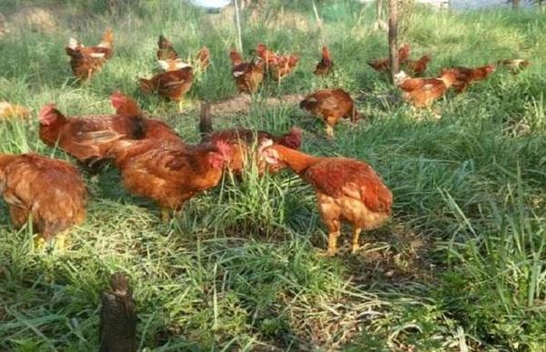 白领辞职返乡养鸡3
