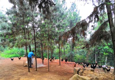 6月11日，眉山市仁寿县涂家乡，唐冬在自己的农场喂鸡