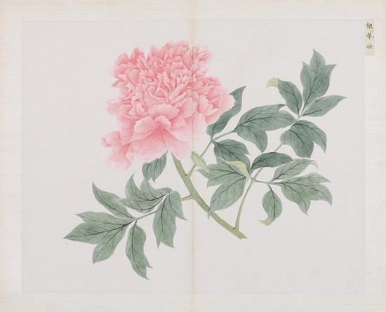  清 蒋廷锡（款）百种牡丹谱册