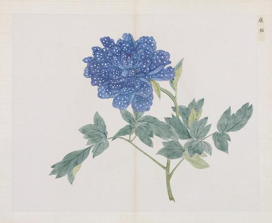  清 蒋廷锡（款）百种牡丹谱册