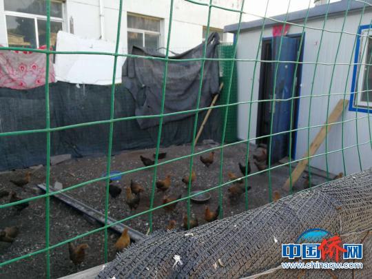 中国侨网沟门前村庭院养鸡采取“企业+集体+农户”的模式，养鸡户由集体补助3500元建鸡棚，每户养鸡户每年可收入1000—2000元?！≌艒　∩? style=