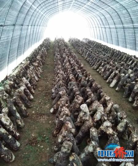 村里目前共建成80座香菇大棚，养殖16万株菌棒?！≌艒?摄