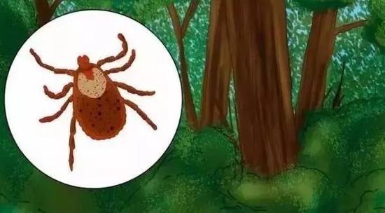 草原、山林出游 留神别被小小“蜱虫”取命