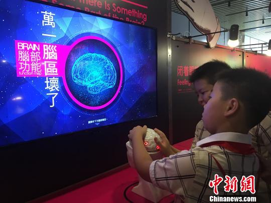 观展的学生们学习脑部功能知识。陈秋霞 摄