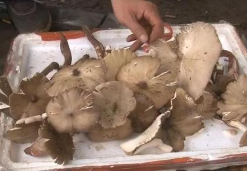 男子每天出门去捡这小东西 日积月累竟赚了套房子