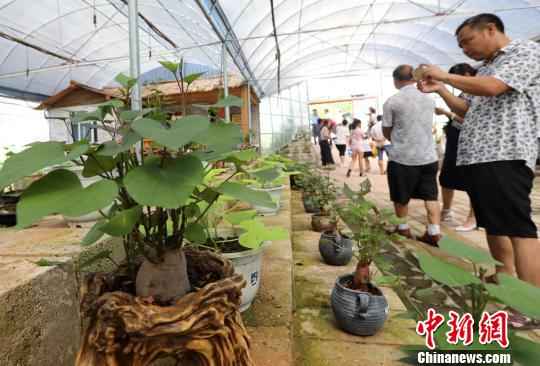 地瓜盆景吸引众多游客关注拍摄?！』扑?摄