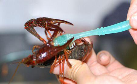 消暑美味小龙虾怎么吃才健康？