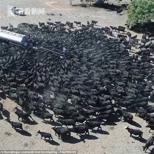 渴疯了!澳大利亚罕见干旱 上千头牛围攻运水车