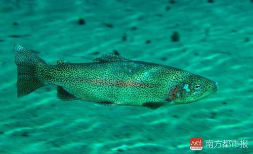 虹鳟（来源：网络）1.jpg