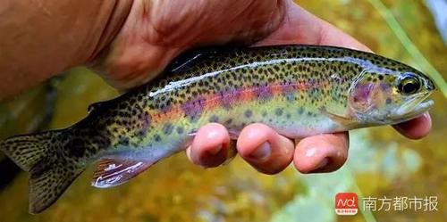 虹鳟幼鱼 体侧有美丽的斑点（来源：网络）.png