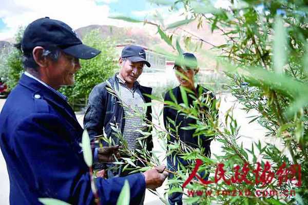 旺扎最关心的是他给村里栽植的那些树，他要和这些树一起守护国门(1)