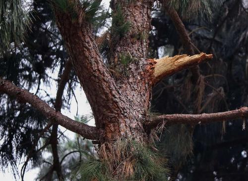 华人女子在美国被掉落树枝砸伤政府赔1450万美元