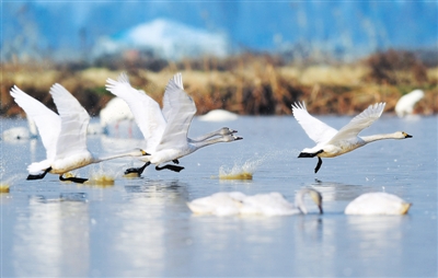 图为候鸟在位于鄱阳湖畔的五星农场境内飞翔